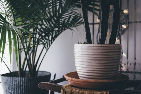 Beautify Your Home Interior Using Living Plants